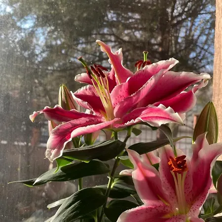 Kwatera prywatna La Famiglia Eforie Nord