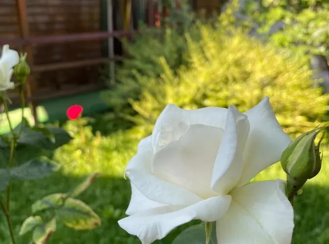 La Famiglia * 艾福雷诺德