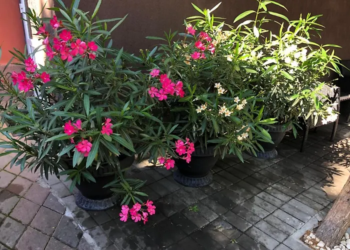 La Famiglia 艾福雷诺德