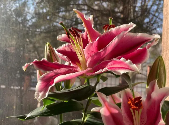 民宿 La Famiglia 艾福雷诺德