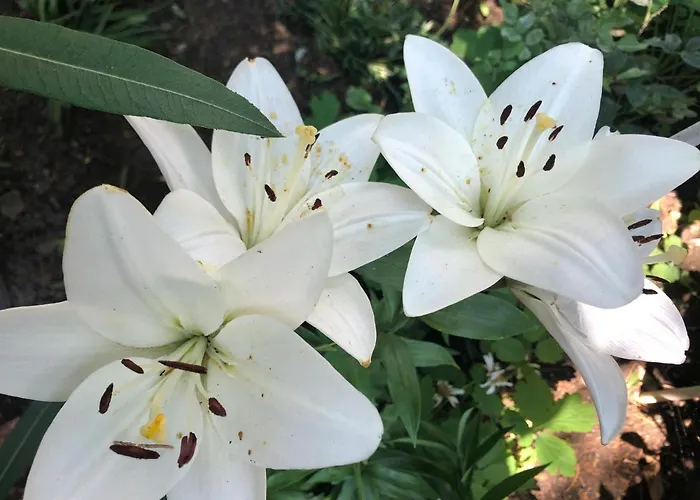 民宿 La Famiglia 艾福雷诺德