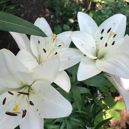 Homestay La Famiglia Eforie Nord